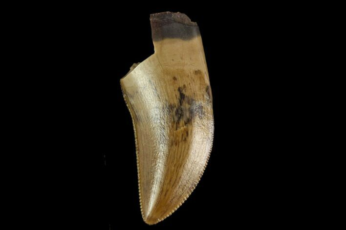 Serrated, Theropod Tooth - Judith River Formation #129801
